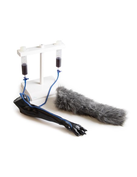 Dog paw for intravenous injection simulation VET4610