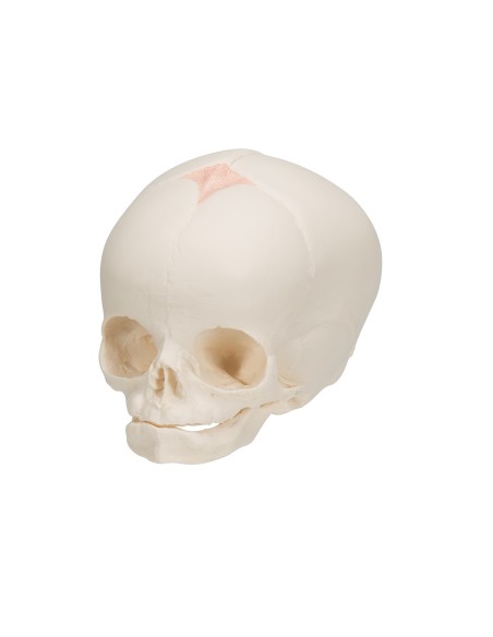 Anatomisches Modell des fötalen Schädels A25 3B Scientific