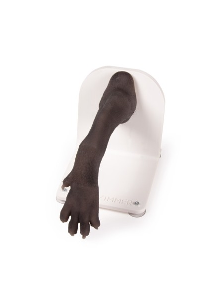 Dog paw for training in bandaging techniques VET4590