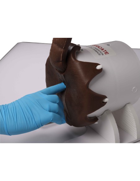 Dog rectal examination simulator - Erler Zimmer VET4650