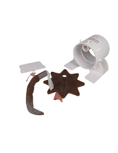 Simulateur de toucher rectal pour chien - Erler...