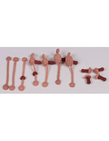 Simulador de tacto rectal para perros - Erler...