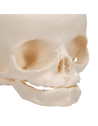 Modello anatomico di Cranio di feto A25 3B...
