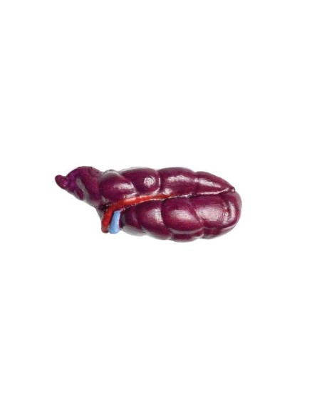 1/3 scale Cattle model decomposable into 15 parts EZ - VET3300