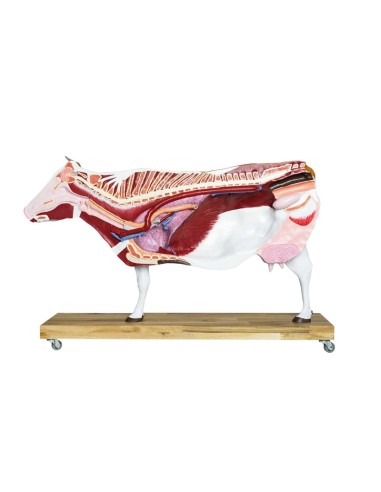 1/3 scale Cattle model decomposable into 15...