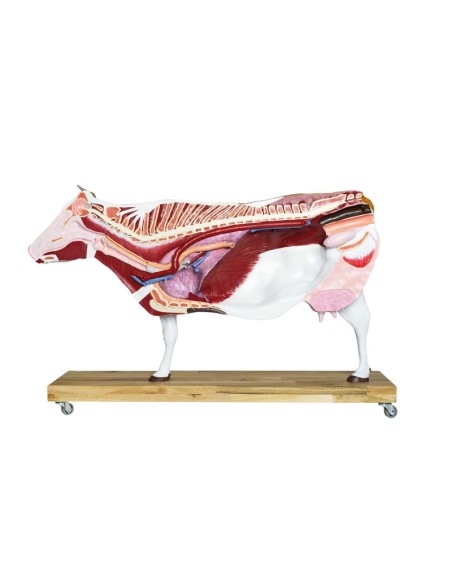 1/3 scale Cattle model decomposable into 15 parts EZ - VET3300