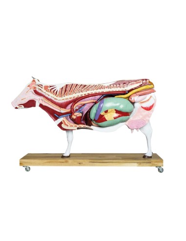 1/3 scale Cattle model decomposable into 15...
