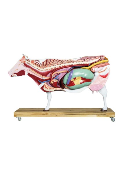 1/3 scale Cattle model decomposable into 15 parts EZ - VET3300