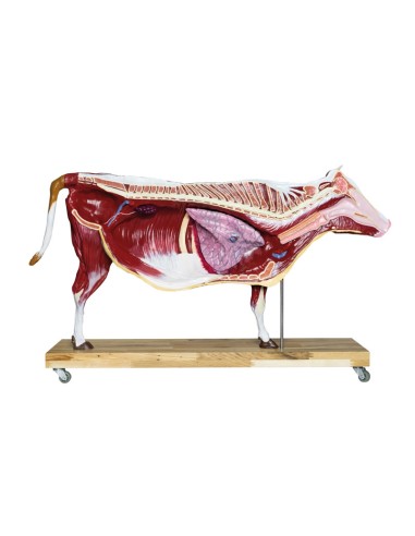 1/3 scale Cattle model decomposable into 15...