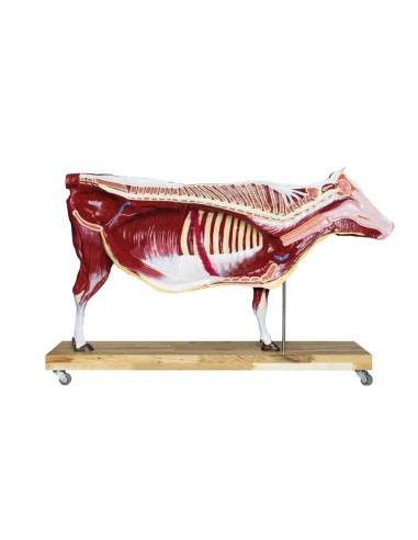 1/3 scale Cattle model decomposable into 15...