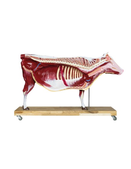 1/3 scale Cattle model decomposable into 15 parts EZ - VET3300
