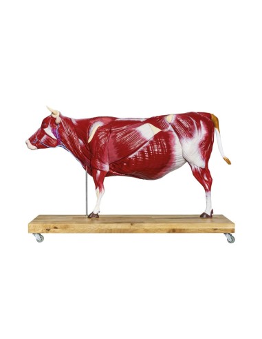1/3 scale Cattle model decomposable into 15...