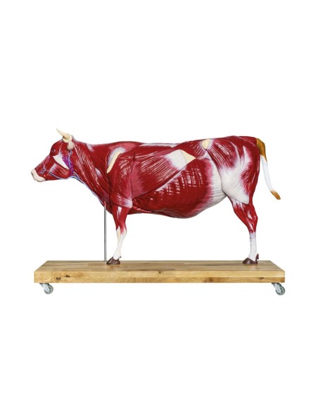 1/3 scale Cattle model decomposable into 15 parts EZ - VET3300