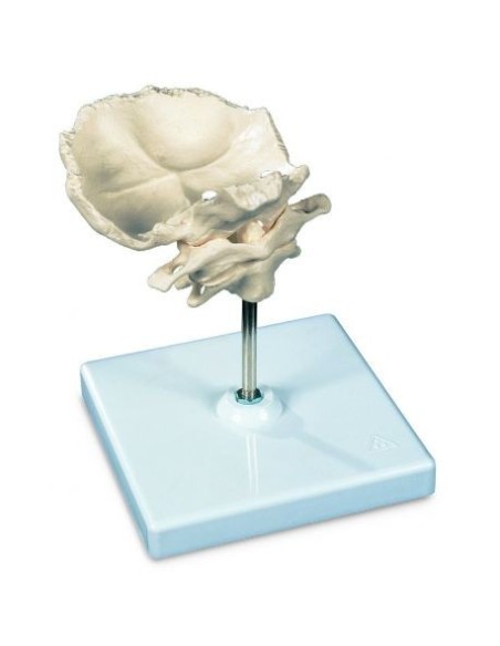 Atlas and epistrophe 3B Scientific, with occipital bone scales, mounted, on removable stand A71/5