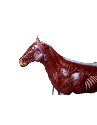 16-teilig, 1/3 lebensgroßes Pferd (Stute)...