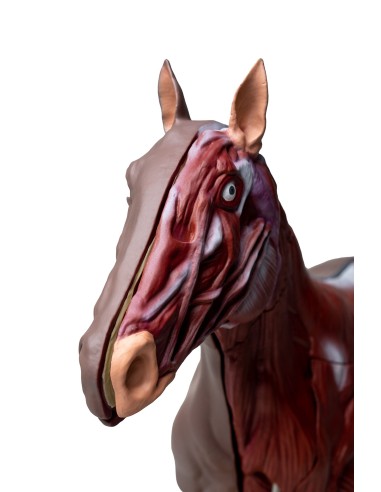 16-teilig, 1/3 lebensgroßes Pferd (Stute)...