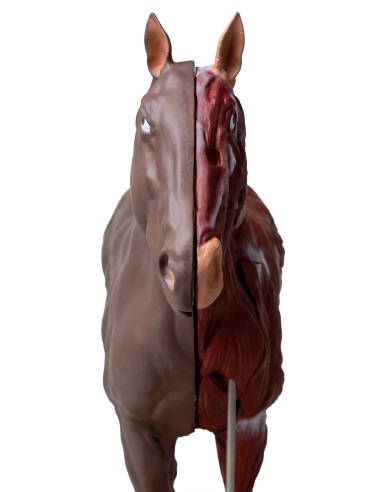 16-teilig, 1/3 lebensgroßes Pferd (Stute)...