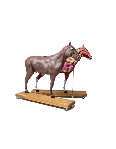 16-teilig, 1/3 lebensgroßes Pferd (Stute) Modell VET3330