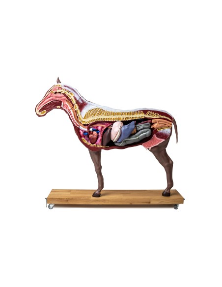 Horse (mare) model, in 16 parts, 1/3 life-size VET3330