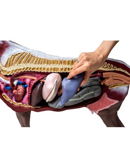 Horse (mare) model, in 16 parts, 1/3 life-size VET3330