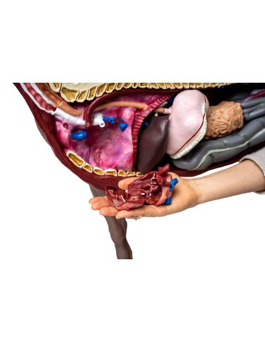 16-teilig, 1/3 lebensgroßes Pferd (Stute)...