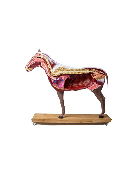 Horse (mare) model, in 16 parts, 1/3 life-size VET3330
