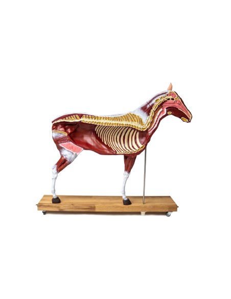 16-teilig, 1/3 lebensgroßes Pferd (Stute) Modell VET3330