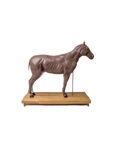 Horse (mare) model, in 16 parts, 1/3 life-size...