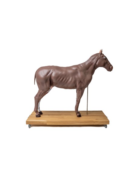 16-teilig, 1/3 lebensgroßes Pferd (Stute) Modell VET3330
