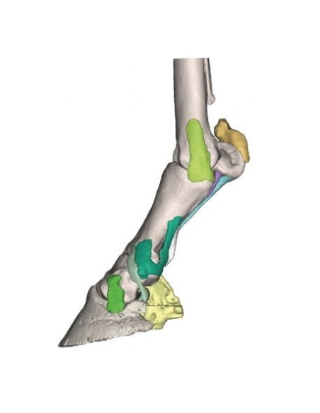 Pferdefuß Modell 4 -Erler Zimmer VET4430