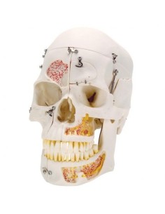 3B Scientific skull, luxury model, for demonstration, in...