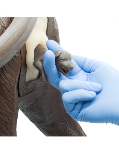 Birth Module for Gynecological Training Dog...