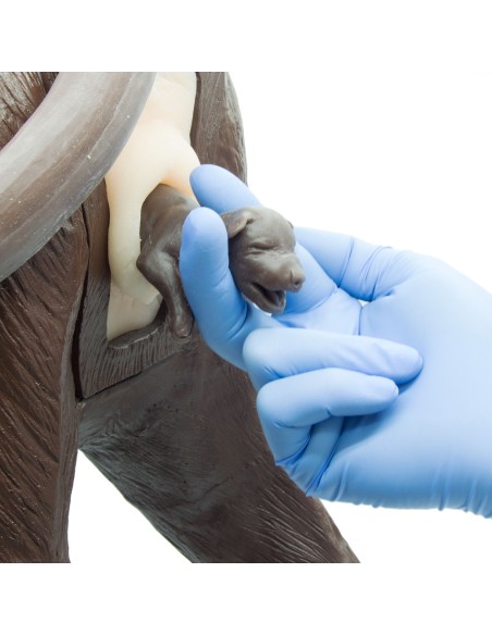 Module d'accouchement pour le simulateur de chien d'entraînement gynécologique Erler Zimmer VET5020