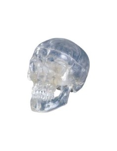 Transparent classical skull, decomposable into 3 parts,...