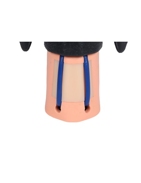 Simulateur de tête de chien pour l'injection veineuse cervicale Erler Zimmer VET4620