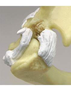 Articulation de l'épaule et du coude du chat en taille...