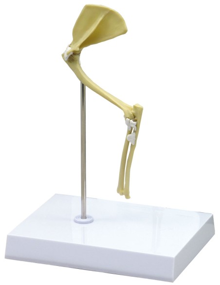 Full-size cat shoulder and elbow joint - Erler Zimmer VET9170