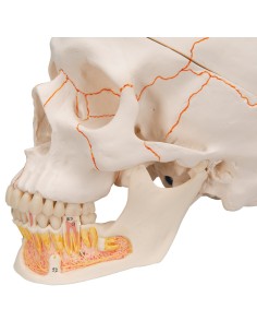 3B Scientific, modello anatomico di Cranio didattico...
