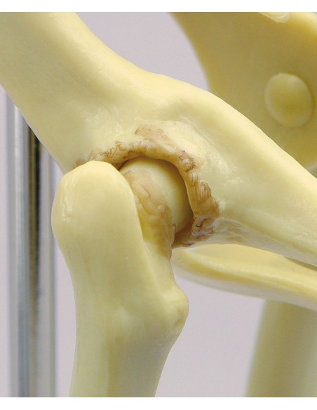 Esqueleto de pelvis de gato a tamaño natural - Erler Zimmer VET9160