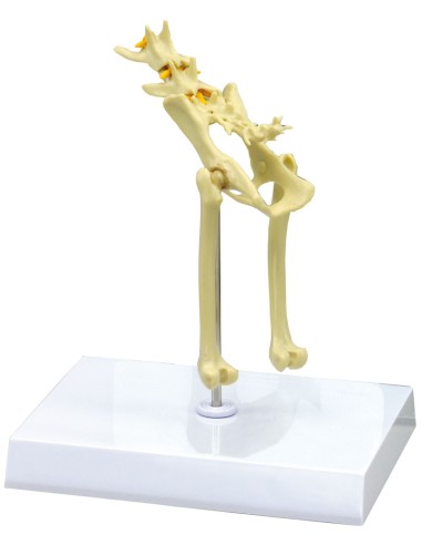 Esqueleto de pelvis de gato a tamaño natural -...