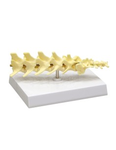 Esqueleto de columna vertebral de perro, tamaño natural -...