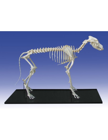 Hundeskelett, klein, montiert - Erler Zimmer VET3030