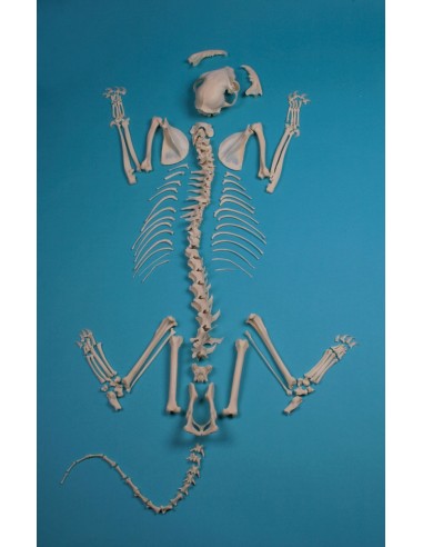 Cat Skeleton, Unassembled - Erler Zimmer VET3070