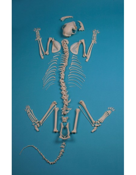Cat Skeleton, Unassembled - Erler Zimmer VET3070
