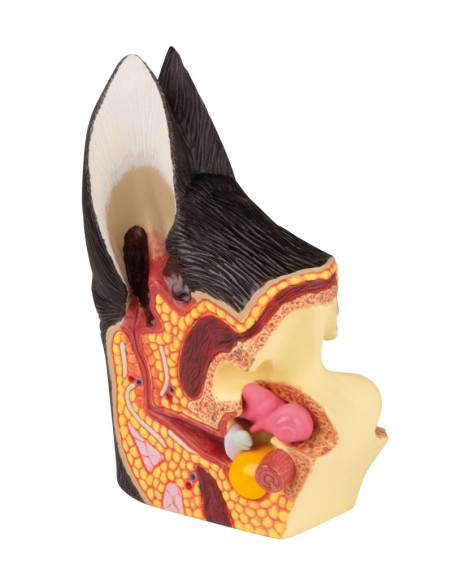 Coupe d'une oreille de chien - Erler Zimmer VET1210