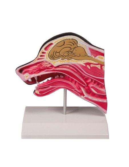 Midline section of a dog's head - Erler Zimmer VET1300