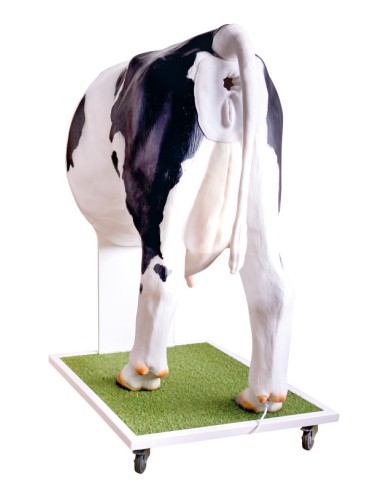 Advanced simulator for artificial insemination...