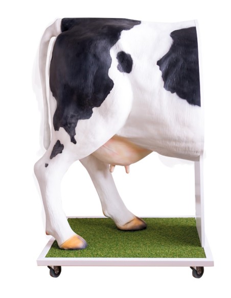Advanced simulator for artificial insemination of the cow VET3400