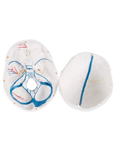 3B Científico, modelo anatómico de cráneo de...