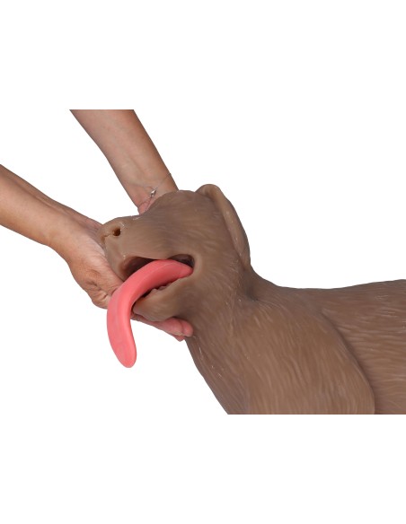 Simulador de RCP para perros CooPeR Erler Zimmer 4660